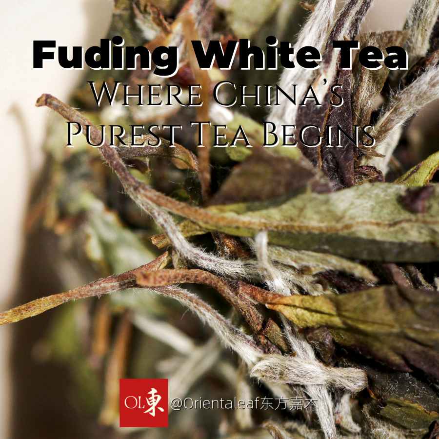 福鼎白茶：中国最純粋なお茶の真の原産地とテロワールを探る – Orientaleaf