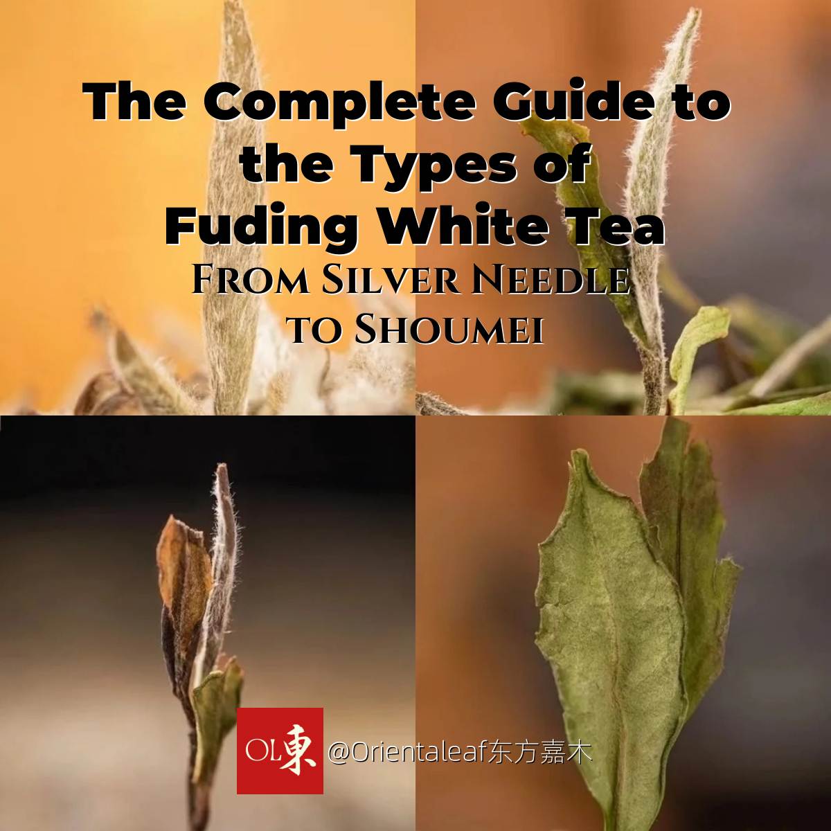 ホワイトティーの4つの種類を紹介：純粋な芽から成熟した葉まで