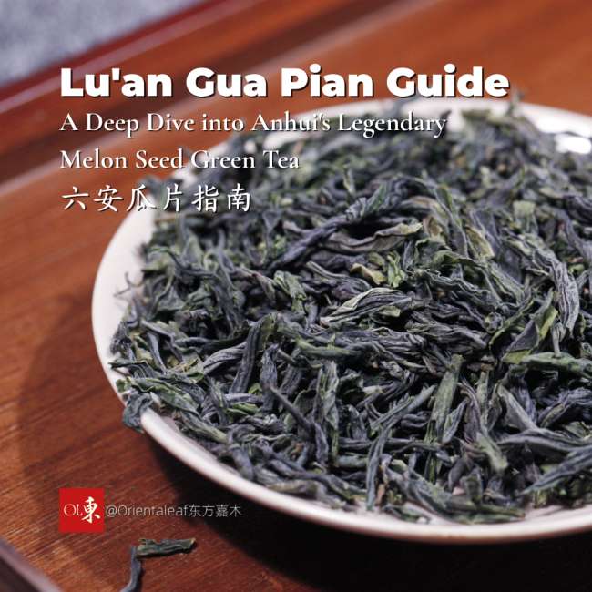 Tracing Lu’an’s Tea Culture and Historical Traditions 2 Lu'an Guapian Tea Leaves