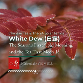 Chinese Tea and the 24 Solar Terms - White Dew season graphic with dewy leaves