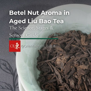 Aged Liu Bao Tea dry leaves in a white gaiwan with text overlay reading Betel Nut Aroma in Aged Liu Bao Tea