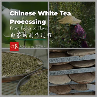 The Production Process of Fuding White Tea
