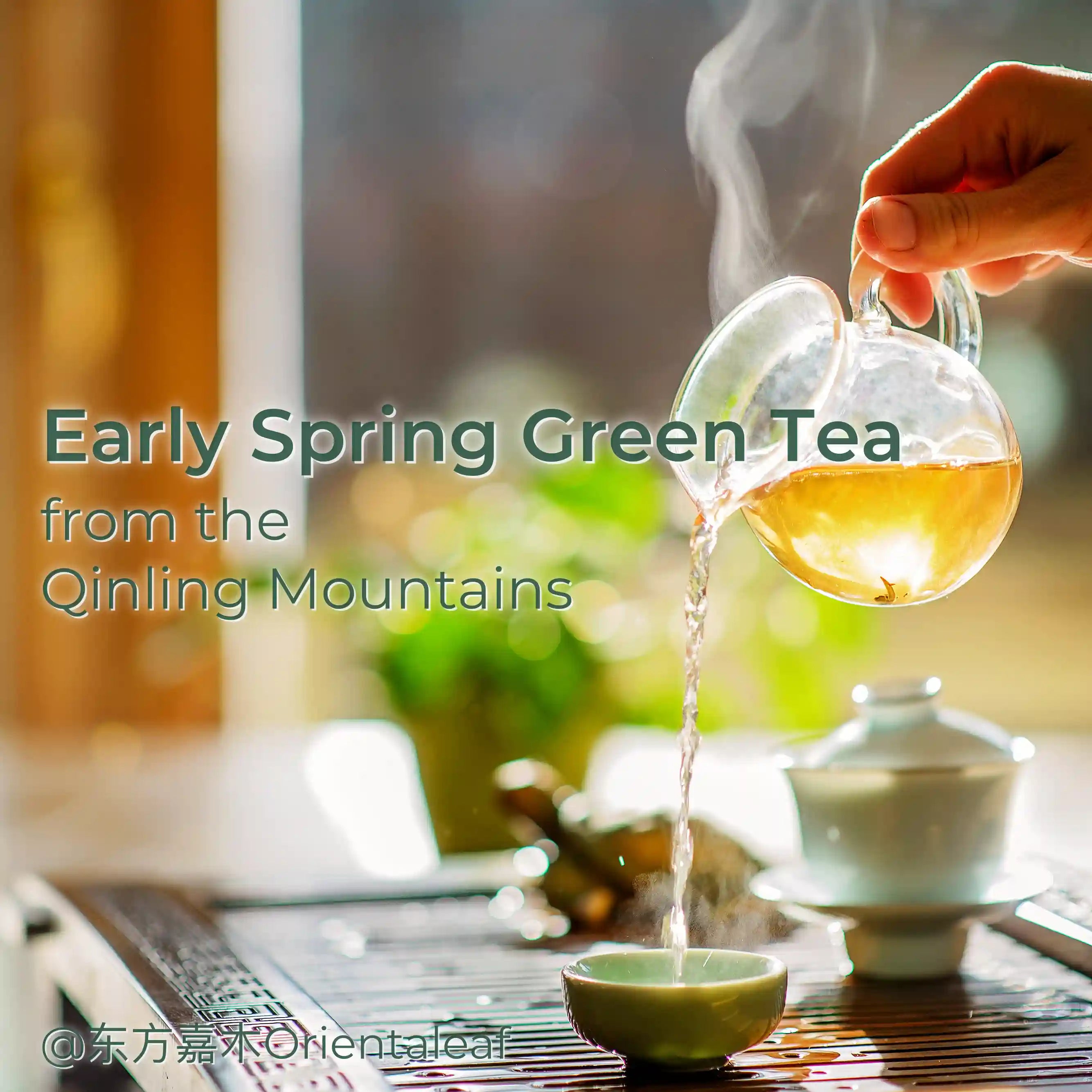 Early Spring Green Tea from the Qinling Mountains