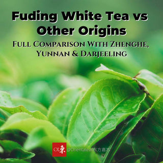 Fuding White Tea: How It Stands Against Zhenghe, Yunnan, and Global Rivals
