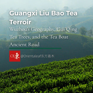 Misty tea plantations and green hills in Wuzhou, Guangxi, showcasing the Liu Bao tea terroir and ancient tea boat road.