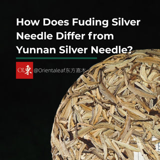 Comparison of Fuding Silver Needle and Yunnan Silver Needle white tea cake featuring Oriental Leaf branding.