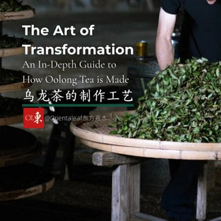 A tea master performing the traditional tossing and bruising process (Zuo Qing) of fresh tea leaves on a large bamboo sieve, illustrating the artisanal Oolong tea processing steps.