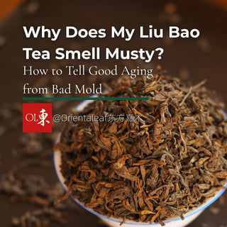 Liu Bao dark tea leaves in a white ceramic bowl with text overlay reading "Why Does My Liu Bao Tea Smell Musty? How to Tell Good Aging from Bad Mold".
