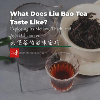 A professional tea tasting setup for Liu Bao tea, featuring dark red tea liquor in a glass pitcher and cup, aged tea leaves in a white porcelain gaiwan, and text overlay titled "What Does Liu Bao Tea Taste Like?".