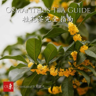 Osmanthus Tea Guide: Benefits, Flavor, and Brewing Tips