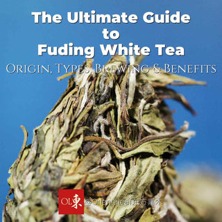 The Ultimate Guide to Fuding White Tea