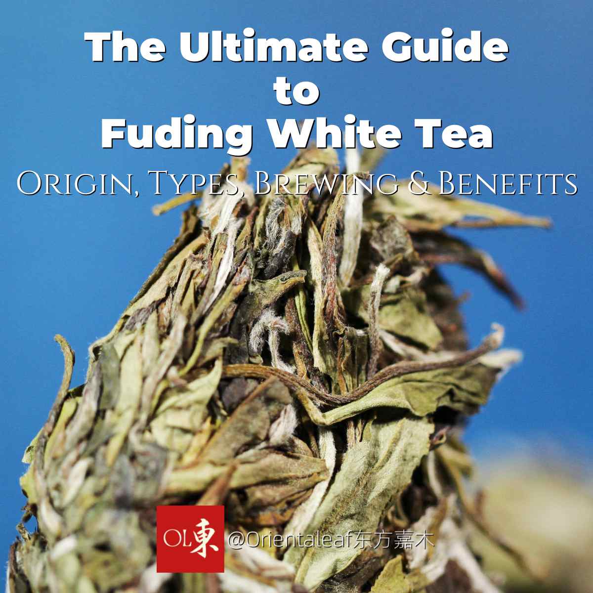 The Ultimate Guide to Fuding White Tea – Orientaleaf