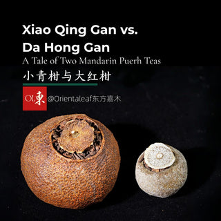 Comparison of Xiao Qing Gan and Da Hong Gan mandarin pu-erh teas side by side