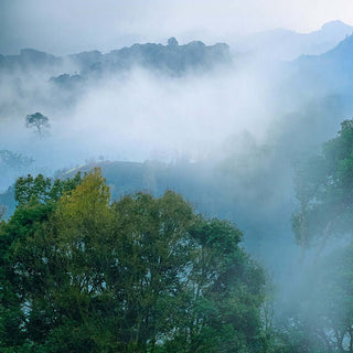 Secret of High Mountain Tea-Orientaleaf