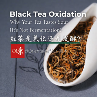 High-quality Chinese black tea leaves in a white ceramic scoop on an archive-style background, explaining black tea oxidation and why tea tastes sour.