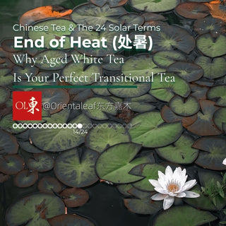 Chinese tea culture and the 24 Solar Terms End of Heat showing a blooming white water lily and aged white tea transition guide.