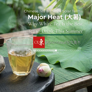 A promotional image for Chinese Tea and the 24 Solar Terms featuring Major Heat, showing a tea cake labeled 'White Silk Ray', a glass of brewed white tea, and a lotus flower on a wooden tray.