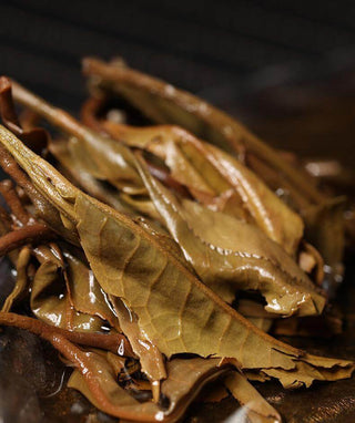 A Guide to Brewing Perfect Raw/Sheng Pu-erh Tea How To, Puerh Tea Orientaleaf