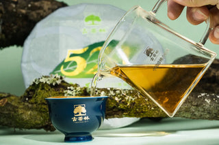 Pouring brewed 2020 Shou Mei white tea into a traditional porcelain cup, showing bright infusion color.