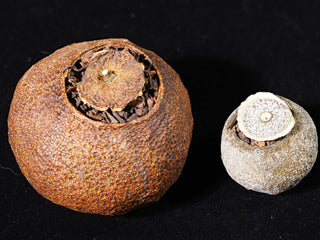Size comparison between a large mature Da Hong Gan and a small green Xiao Qing Gan citrus tea.