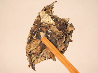A broken piece of the 2013 Fuding Shou Mei 300g cake held by a bamboo pick, displaying dark aged leaves and stems.