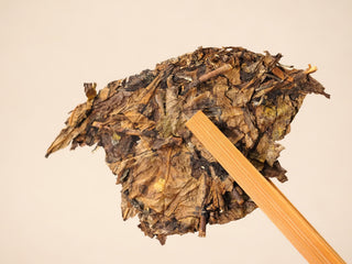 A larger broken chunk of the 2013 Fuding Shou Mei cake lifted by a bamboo pick, showing the coarse leaf and stems.