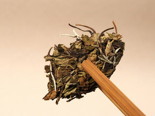 Close-up of dry 2021 Fuding Shou Mei leaves held with bamboo tongs, showing broad mature leaves with silvery tips.