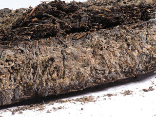 A detailed macro view of the "Golden Flora" (Golden Flowers) probiotic colonies inside the 2015 aged Fu Brick tea.
