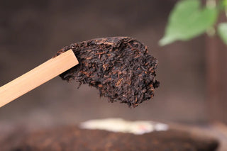 Breaking the Ripe Pu-erh tea cake to show high-quality uniform fermentation