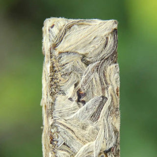 Macro view of high-quality Yunnan Silver Needle white tea buds with visible white down and fuzzy texture.