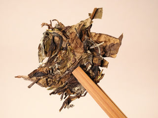 Other side of dry 2018 Fuding Shou Mei tea leaves held with bamboo tongs, large leaves and stems clearly visible.