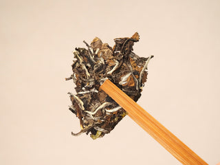 A broken piece of the 2020 Fuding White Peony cake held by a bamboo pick, showing aged leaf in dark and silver tones.