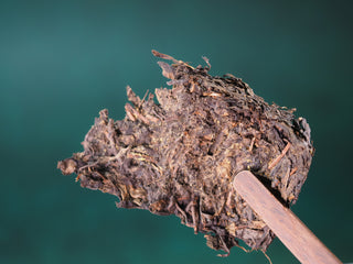 Using a professional tea needle to carefully extract pieces from the 2013 "Thirteen Dynasties" Fu Brick for brewing.
