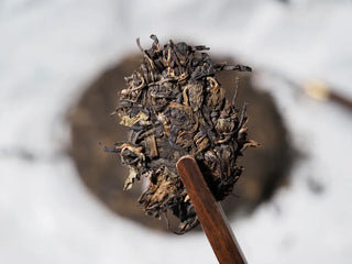 Close-up of a small piece of Sticky Rice Aroma Raw Pu-erh Cake 2013 200g held by tea tongs