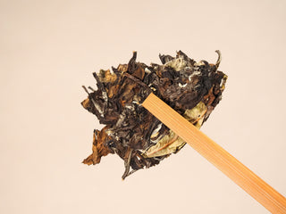 A second broken chunk of the 2020 Fuding White Peony cake lifted by a bamboo pick, displaying deeper amber-brown leaves and stems.