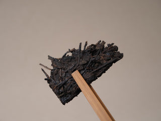Close-up of aged ripe pu-erh tea leaves held by a tea needle, showing the premium quality and golden tips of the ancient tree material.
