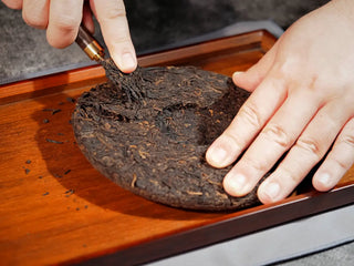 Using a tea needle to pick a small portion from Qilin Hao Fengshan Gushu Ripe Pu-erh Tea Cake 2021