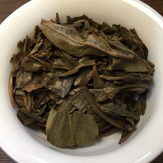 Steeped leaf bottom of 2006 Mangbo raw Pu-erh, showing flexible and thick aged leaves.