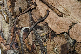 Close-up details of aged white tea buds, stems, and leaves in the 2020 commemorative cake.
