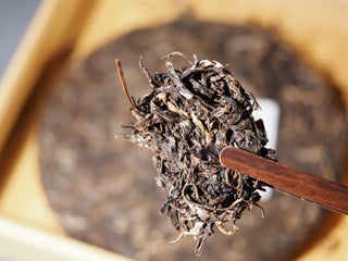 Detail of a small piece of 2018 Dazhai Ancient Tree Raw Pu-erh Tea Cake picked with tea tongs