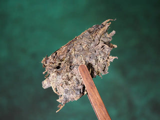 Close-up of a small piece of Jingyang Golden Flower Fu Brick Tea held by traditional tea tongs, highlighting the rich texture and golden flower spots.