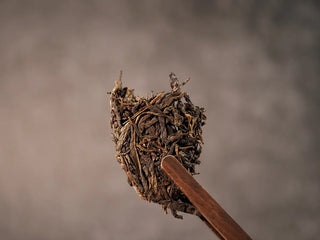 Close-up of a small piece of 2019 Lincang Ancient Arbor Sheng Pu-erh Tea Cake held by tea tongs showing intact leaves and buds