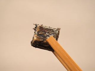 Reverse side of a 2014 Fuding White Peony waffle cake section held with bamboo tongs, mature leaves and stems visible.