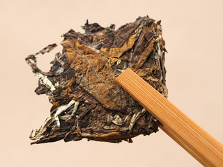 Reverse side of a Gold Brick 2012 White Peony tea piece held with bamboo tongs, large mature leaves clearly visible.