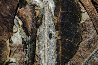 High-resolution detail of the Shou Mei tea leaf surface showing the authentic texture of aged white tea.