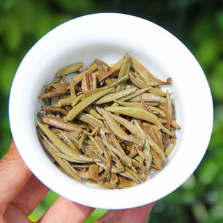 Post-brewing wet leaves of Yunnan Silver Needle, showing fat, plump, and healthy big-leaf tea buds.