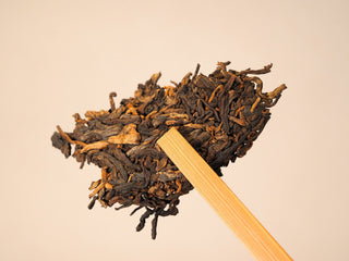 A piece of the Bojun Ripe Pu-erh 7.0 cake held by a bamboo pick, showing dark fermented leaf with golden buds.