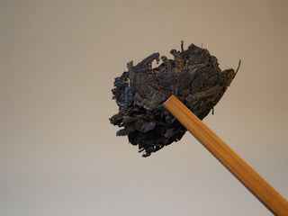 Close-up of premium dry fermented leaves from the 2005 Lincang Shou Pu-erh tea cake held on chopsticks