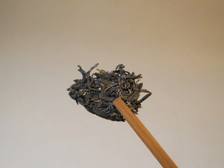 Dry loose leaves of Mangfei Mountain raw Pu-erh tea held with tea tweezers