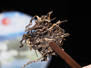 Prying a piece of tea from Sheng Bulang Buds Puerh cake using a traditional tea needle to show uniform material.